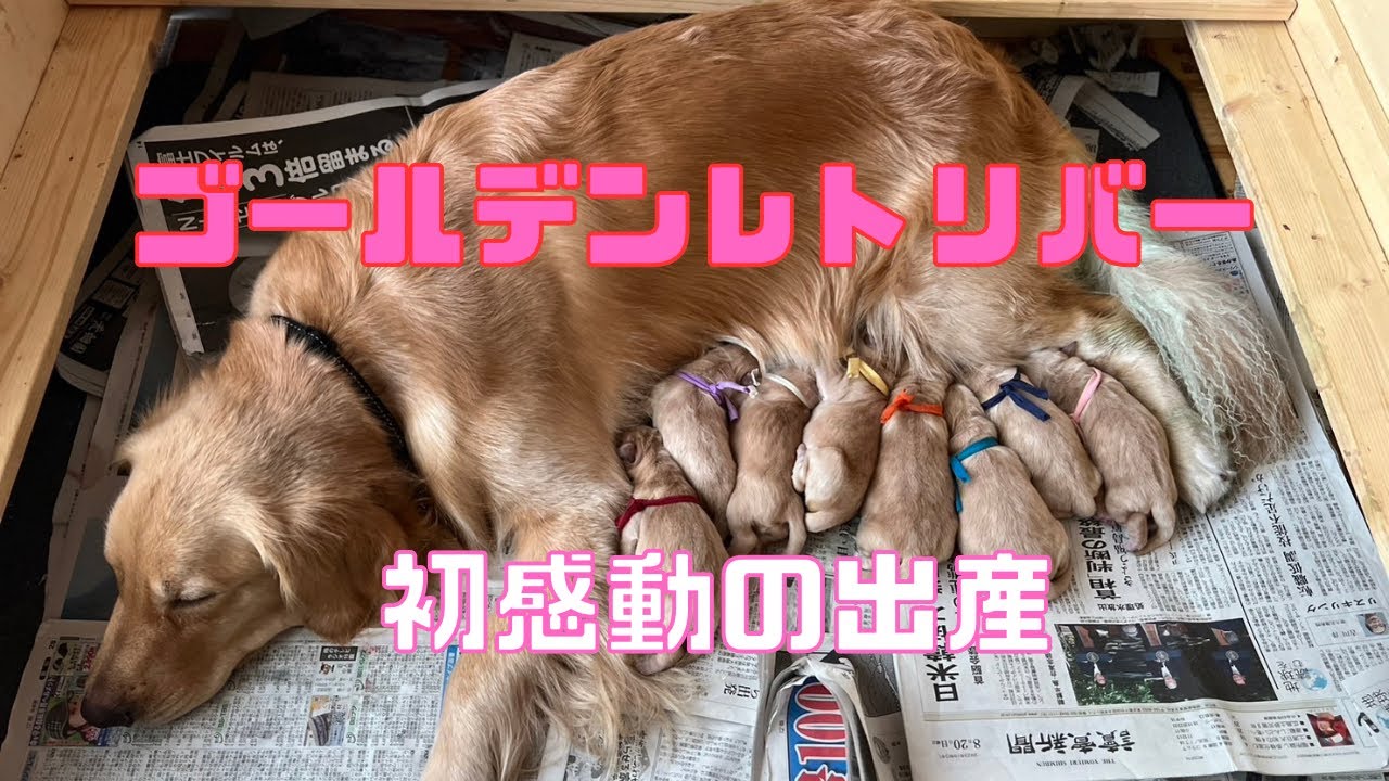 【ゴールデンレトリバー初出産】８匹のママになりました！〜ただただ感動母子ともに無事です〜