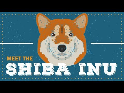 ckc shiba inu