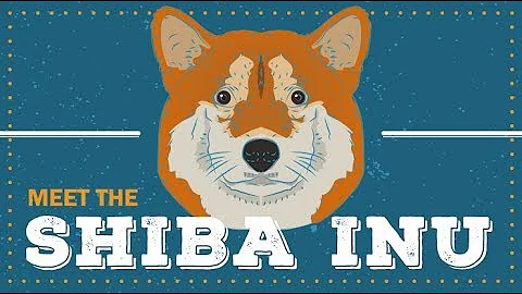 Shiba Inu  | CKC Breed Facts & Profile