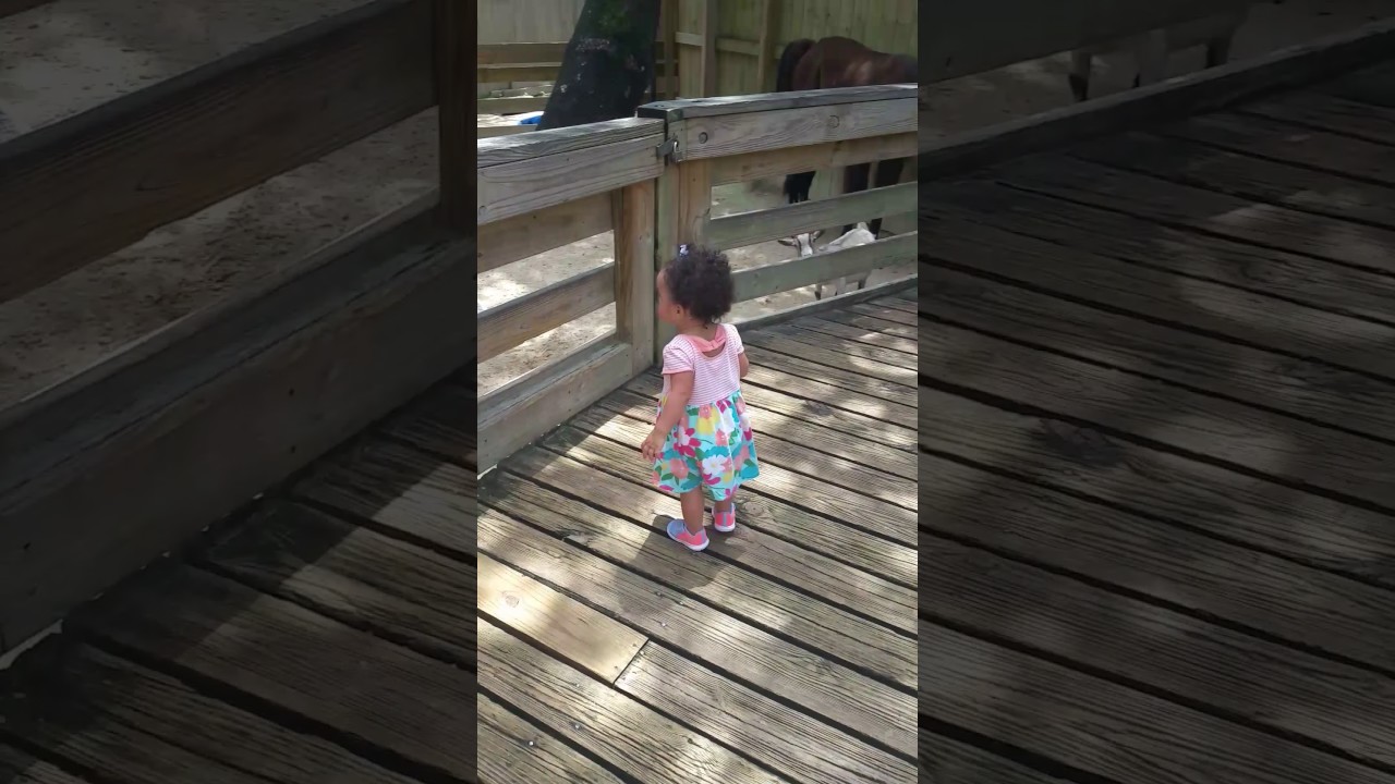 camera iphone 8 plus apk July 2 Elise and the llamas at the zoo