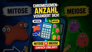 Mitose einfach erklärt: Warum bleiben es immer 46 Chromosomen?#biologie  #chromosomen  #Zellteilung