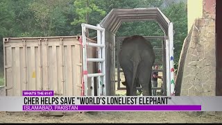 Cher helps save Worlds Loneliest Elephant