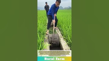 Simple agricultural tools for cleaning water channels: water channel weed cleaning satisfying