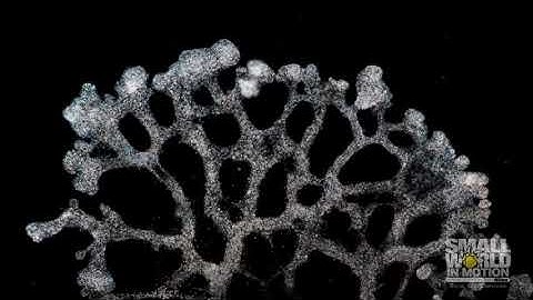 Cytoplasmic Streaming in Slime Mold | 2020 Nikon Small World