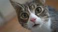 The Allure of Cats: Feline Companionship Through the Ages ile ilgili video