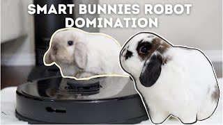 Bunny vs Robot Vacuum | House cleaning
