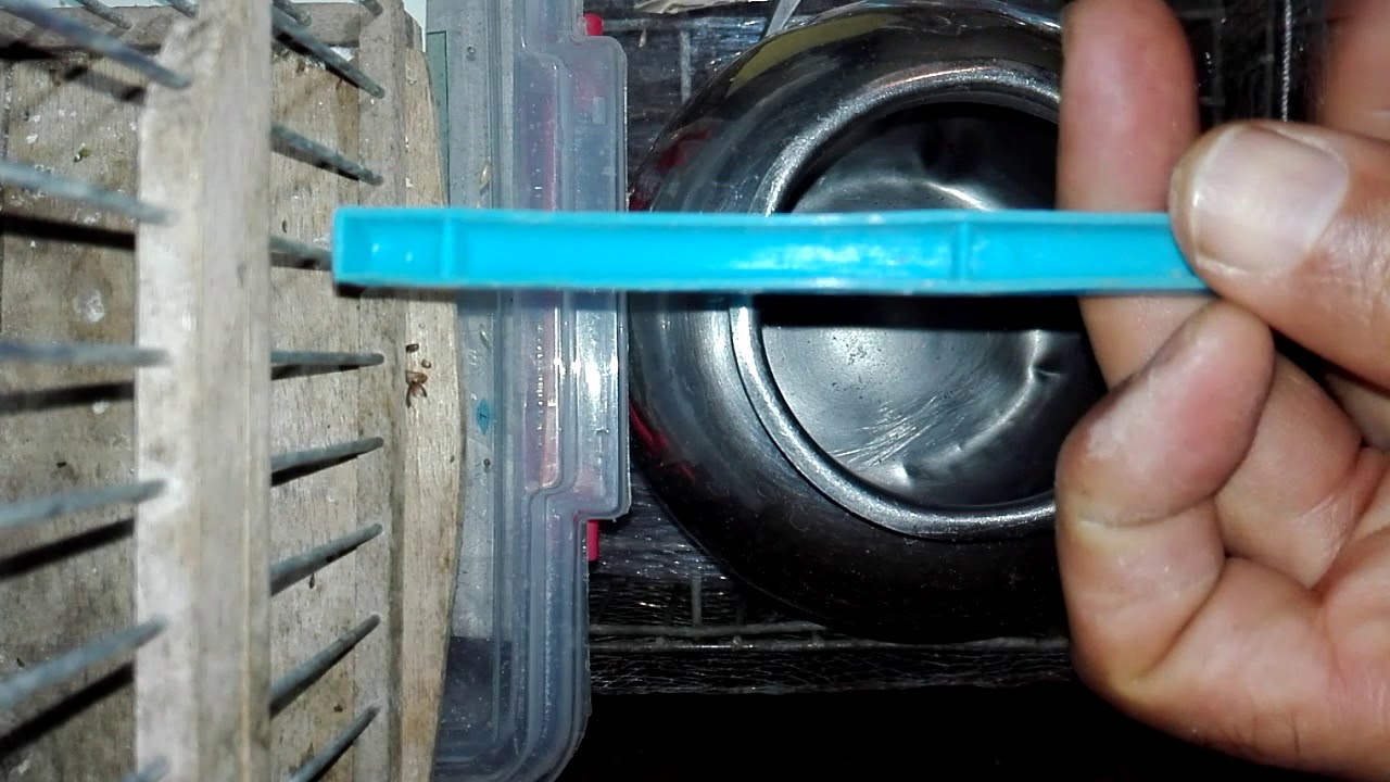 كثرت حك منقار الحسون علامة الجهوزية