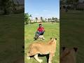 Episode 326 world largest tortoise and lion together 