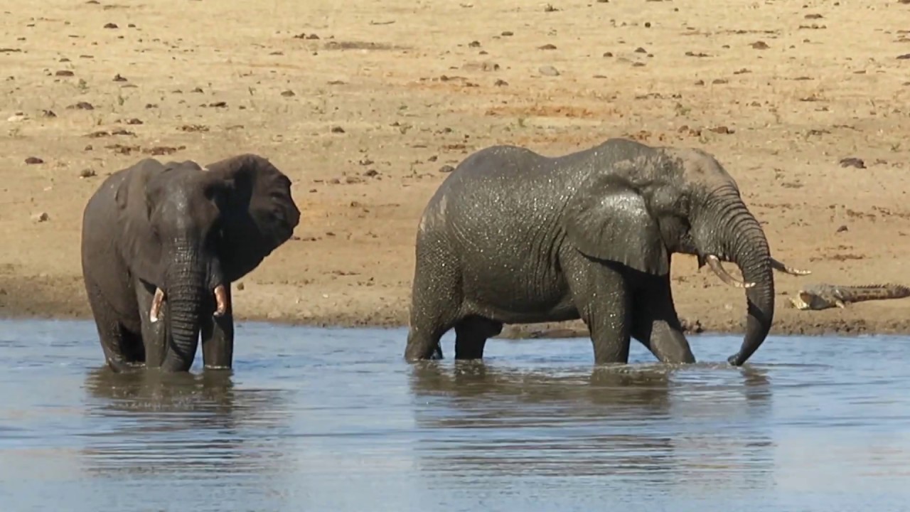 South Africa Animals YouTube