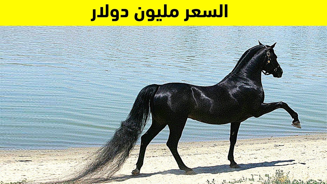 أغلى فصائل الخيول حول العالم.. من بينهم الخيل العربي !!
