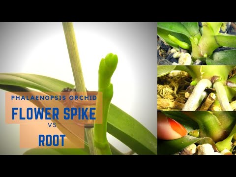 Video: Spathe Flower Identification – Exempel på spathes in Plants