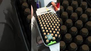 TERPY TIME TASTE BUDS - DOIN BIG THANGZ #new #2025 #cannabis @thseedsamsterdam6158 ​⁠#bayarea