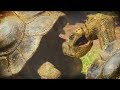 GIANT GALAPAGOS TORTOISES! | Zoo Tycoon : Ultimate Animal Collection #17