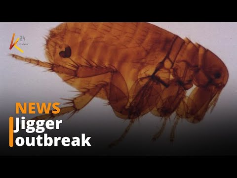 School children forced to stay home due to a jigger outbreak