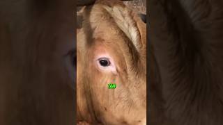 Herkese Tamamda , Minik?????