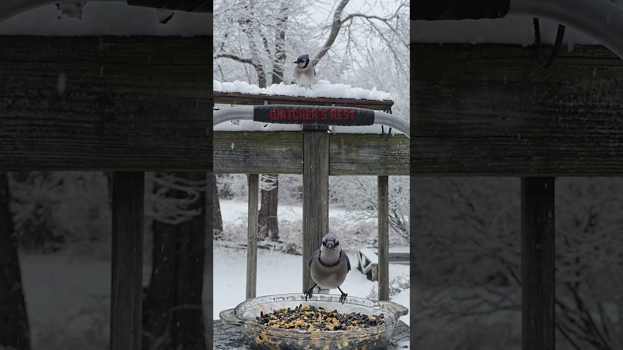 Притчи 19 (озвучено Дэвидом Сушетом) 