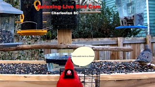 24/7 Charleston SC Live Bird Cam