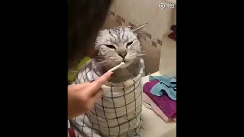 Video 4827371: persian american bobtail, american bobtail cat, cat peterbald chausie, japanese bobtail snowshoe cat, manee cat, cat brush