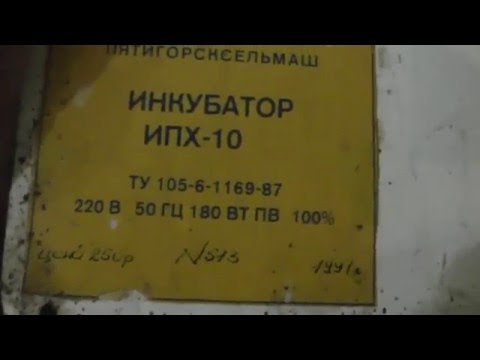 Инкубатор Петушок Где Купить Можно Б У