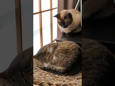 どっちも寝てる猫 - Two cats sleeping - #Shorts