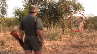 4 Elephant Encounters You Will Regret Watching