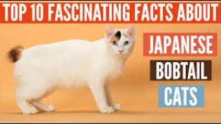 Top 10 Facts About Japanese Bobtail Cats | Top 10 Facts About Japanese Bobtail Cat