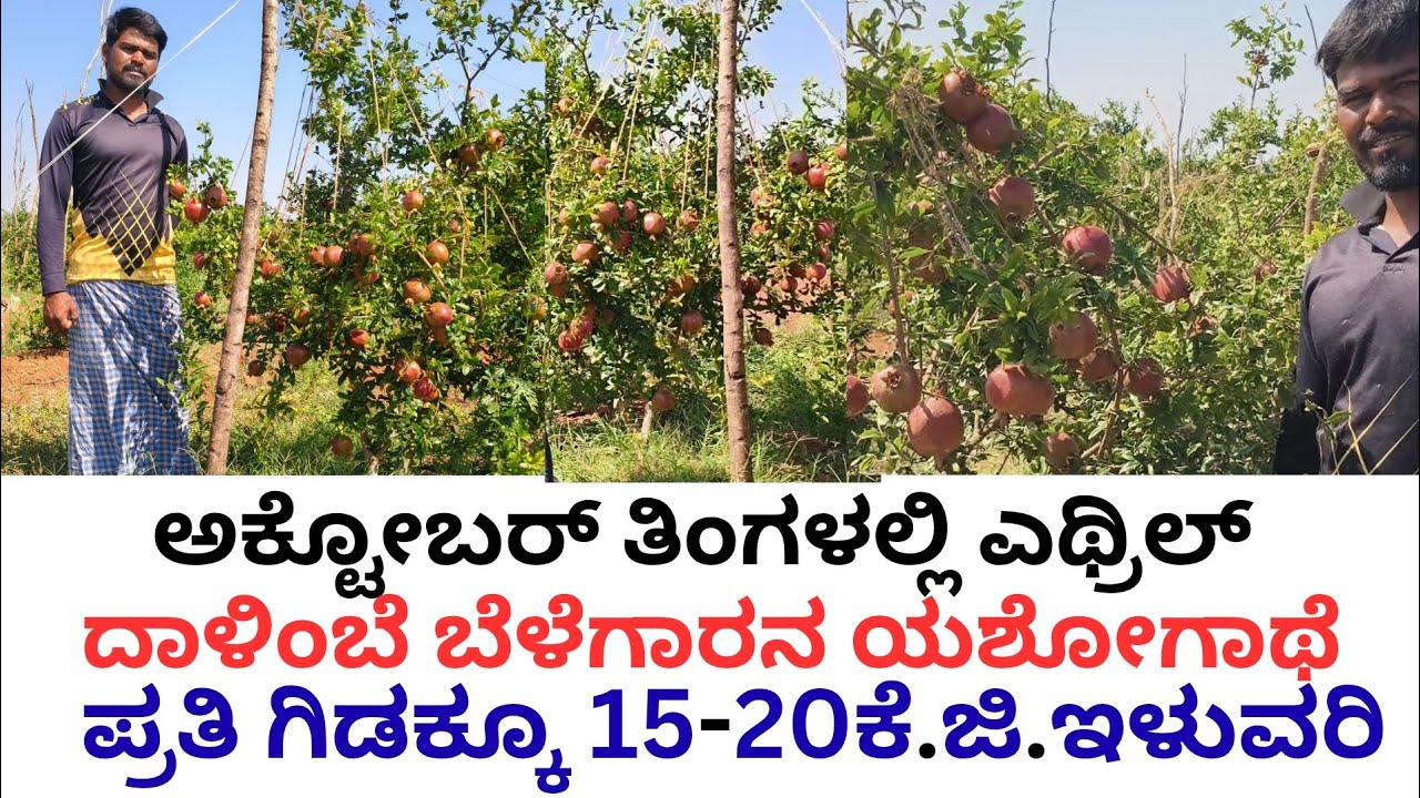 ದಾಳಿಂಬೆ ಬೆಳೆಯ ಸಂಪೂರ್ಣ ಮಾಹಿತಿ Pomegranate farming#pomegranate #karnataka#organic#pomegranetPlants 