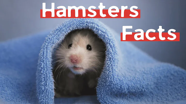 11 (New) Hamster Facts You Didn't Know [Must Check #3]