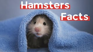 11 (New) Hamster Facts You Didn't Know [Must Check #3]