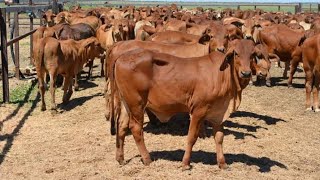 Cow Calf Rearing Technology Day 1 to 5 Months at Anmol Cattle Farm RYK