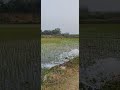 Village Life in Bangladesh