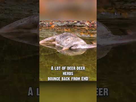 EHD vs CWD