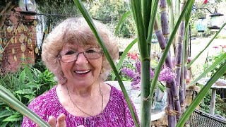 How I Harvest My Sugar Cane In My Flower Bed At Age 83 In Ga. by helen wyatt 16,408 views 2 years ago 56 minutes