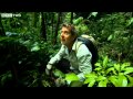 Rainforest inside a cave  how to grow a planet  episode 2  bbc two