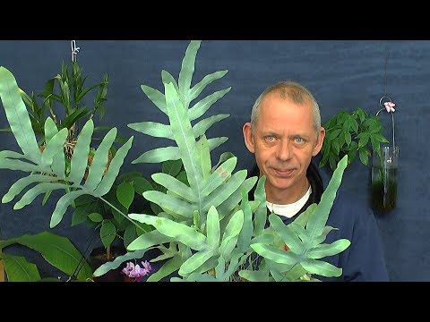 Video: Growing Stargrass Wildflowers - Erfahren Sie mehr über die Pflege von gelben Stargrass-Pflanzen