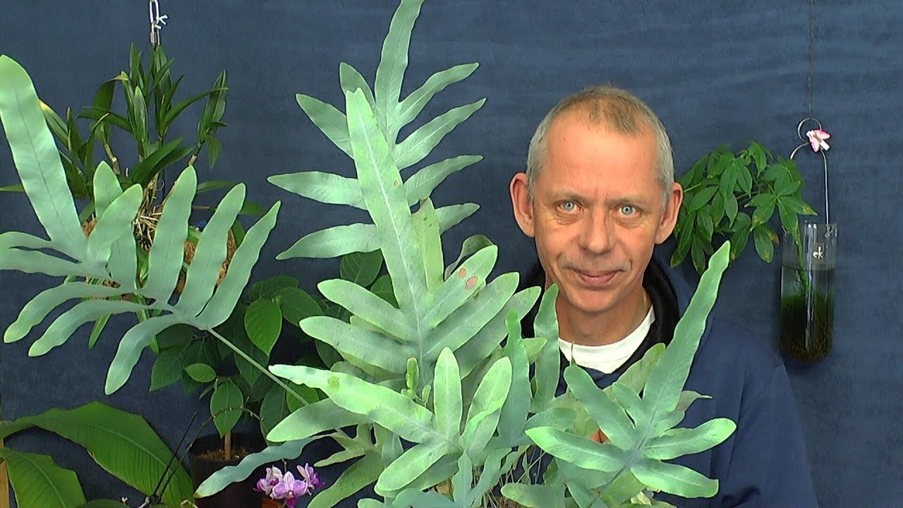 Tüpfelfarn Blue Star Phlebodium Vermehrung durch Rhizome