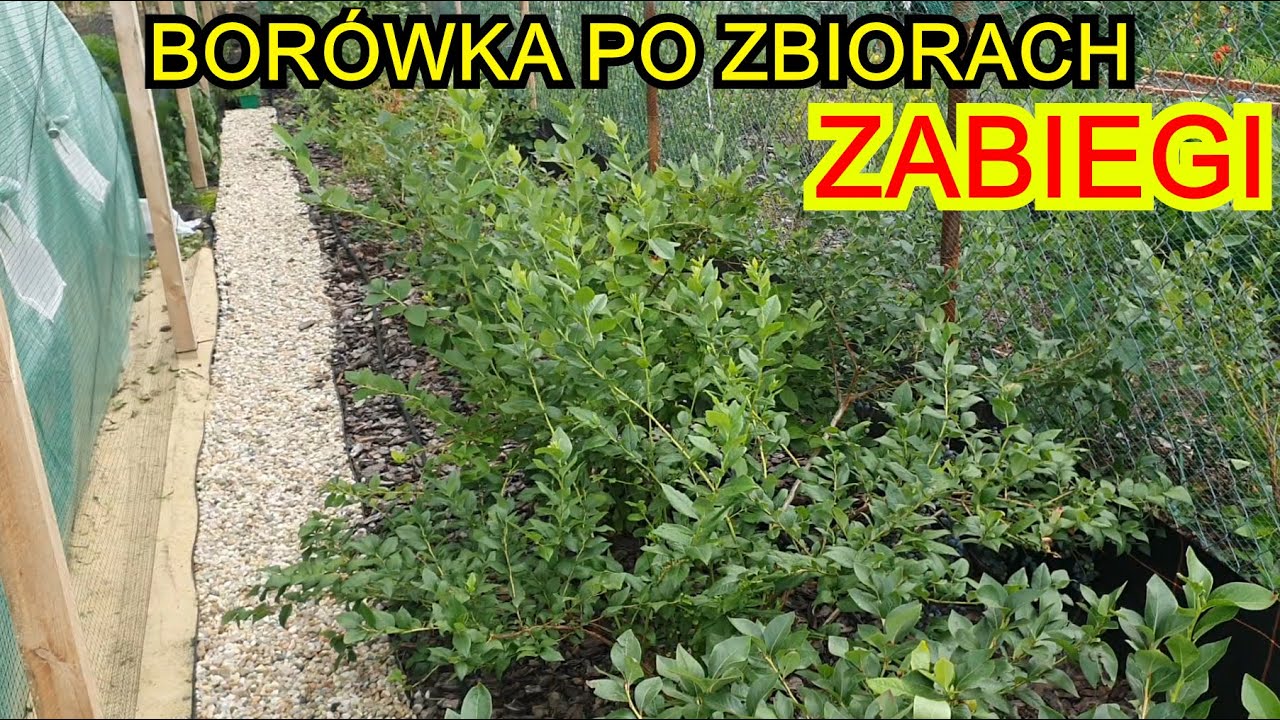 Co robię z Borówkami po Zbiorach - YouTube