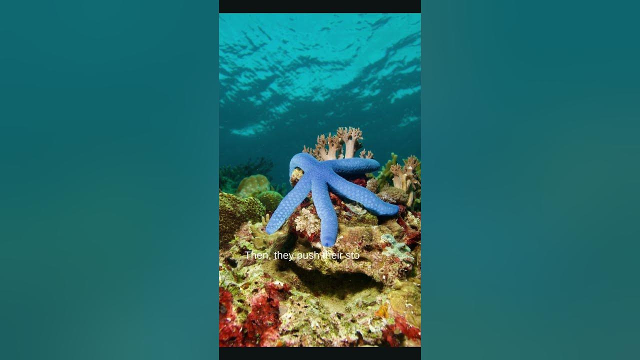 Fun Facts about Starfish YouTube