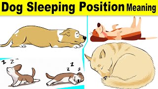 What Your Dog's Sleeping Position Reveals About Their Personality, Health, and Character