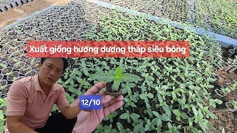 Xuất giống hướng dương tháp siêu bông 90 ngày nhà vườn miền bắc nhiều tầm này đủ uy tín chưa cả nhà 