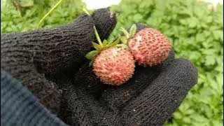 CURLY LEAVES, DRY FRUIT ON STRAWBERRY PLANTS.