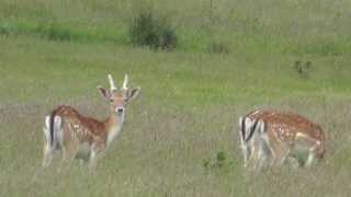 Fallow Deer (Dama dama)