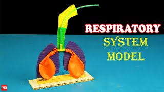 School Science Projects - Respiratory System Model - Lungs Model with Balloon