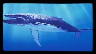 Blue whale original music