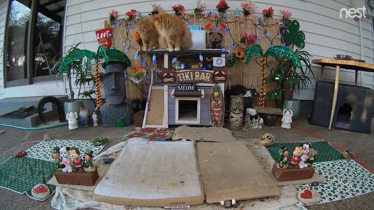 cat condo 2 mod apk M3FC 0571 Leo and Squinty on the tiki roof together