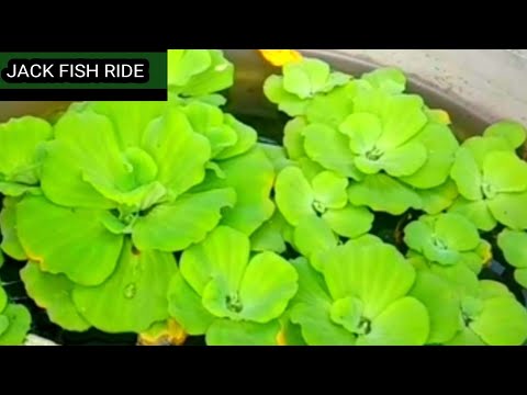 Video: Water Lettuce Pond Plants - Paano Magtanim ng Water Lettuce
