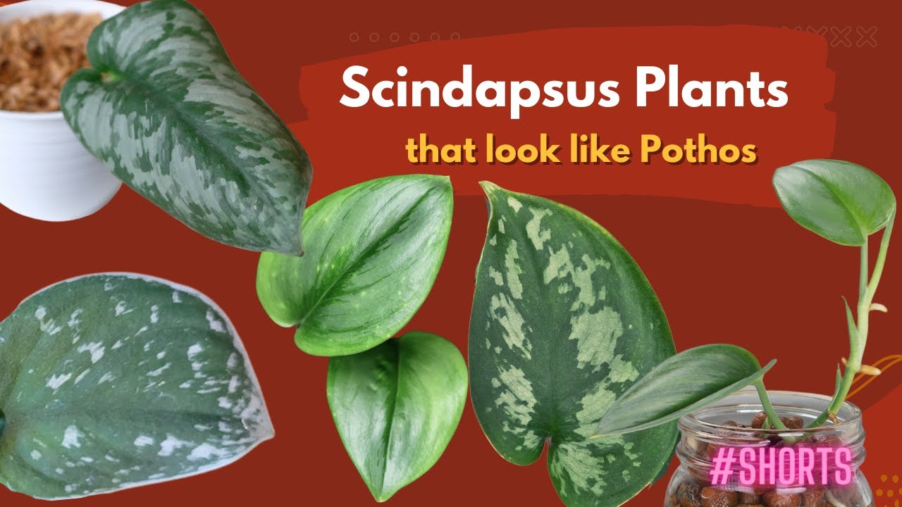 brandi philodendron for sale Philodendron brandtianum main image 1