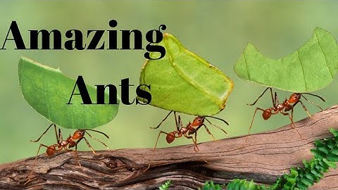 Amazing Ants
