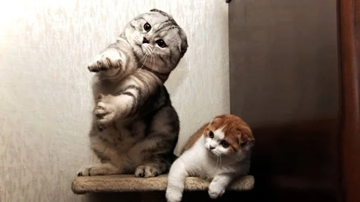 Watch the video about TRY NOT TO LAUGH 😂﻿ Best Cat Fails of All Times (HD) [Funny Pets]