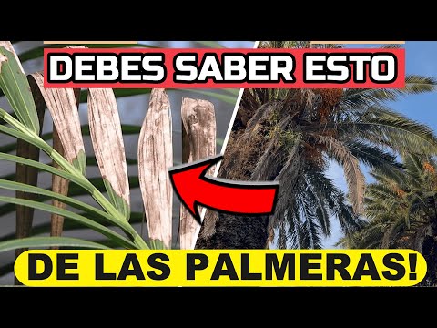 Video: Síntomas de la mancha foliar en las palmeras datileras - Cómo curar la mancha foliar en una palmera datilera